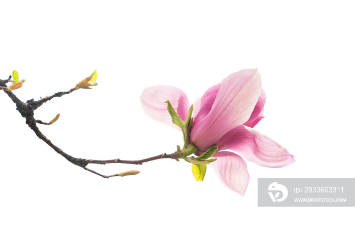 magnolia branch isolated on white background