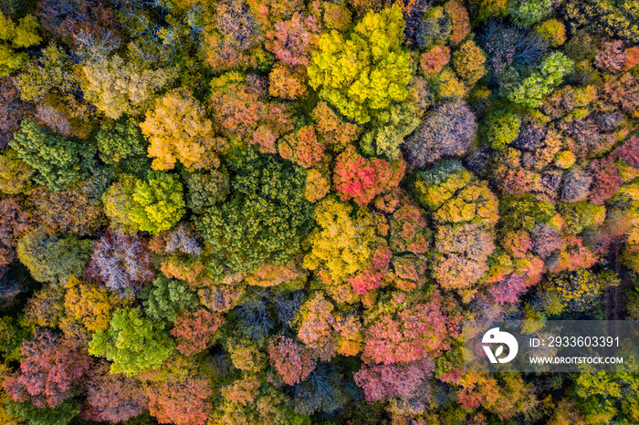 Aerial view of beautiful autumn colors forest