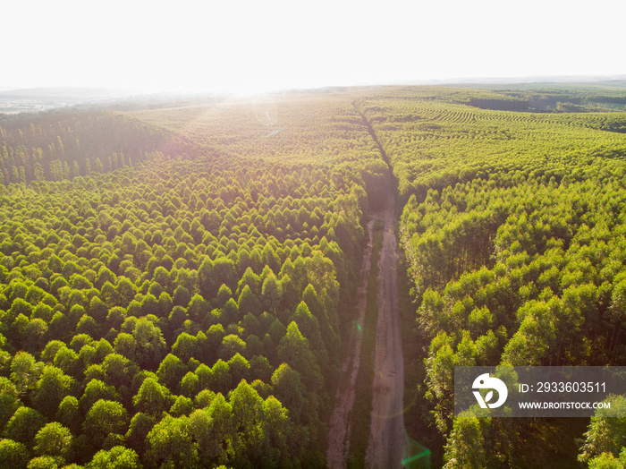 Eucalyptus plantation in Brazil. Cellulose paper agriculture. Birdseye drone view. Eucalyptus Green Forest Aerial View