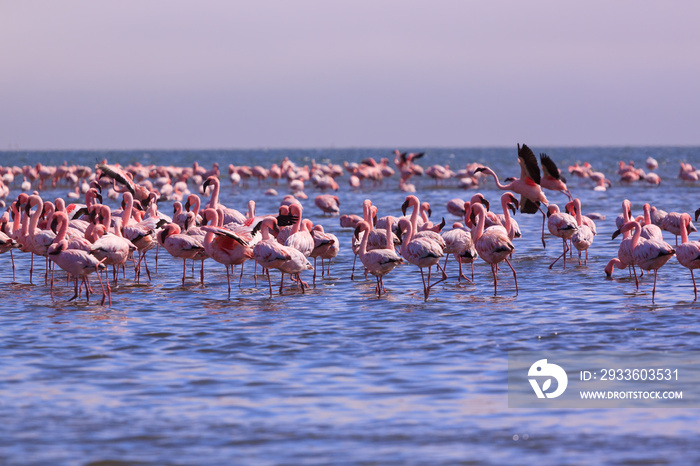 A Flamboyance of Flamingoes in Swakopmund, Namibia