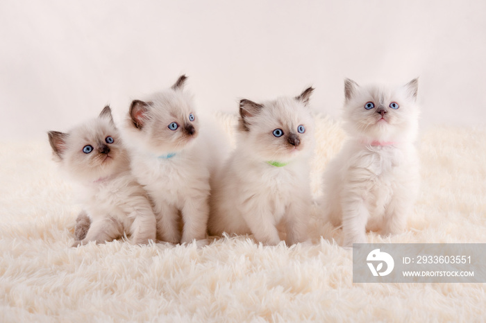 four ragdoll kittens with blue eyes  sitting on white rug on a white background