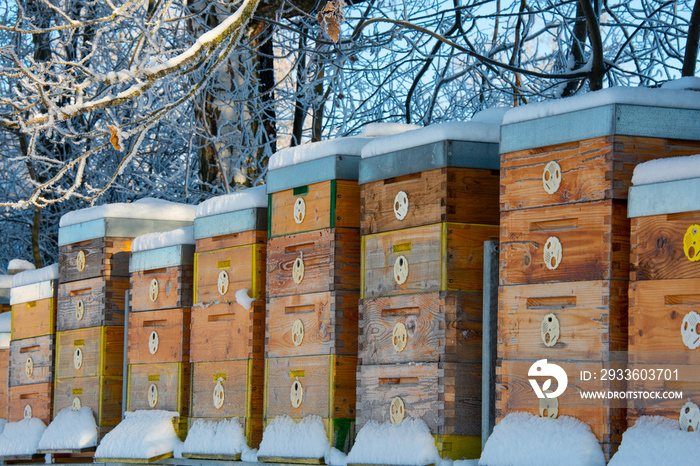 bee hives in winter - bee breeding (Apis mellifera) in beautiful winter sunny day