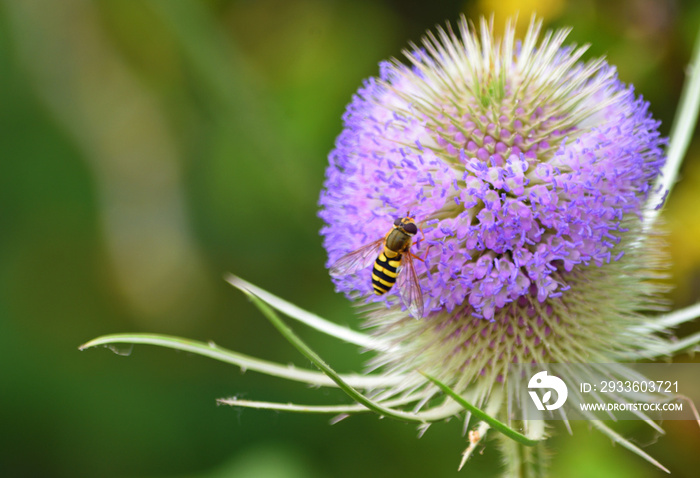 Hover - Fly  on Wild Teasel Flower.