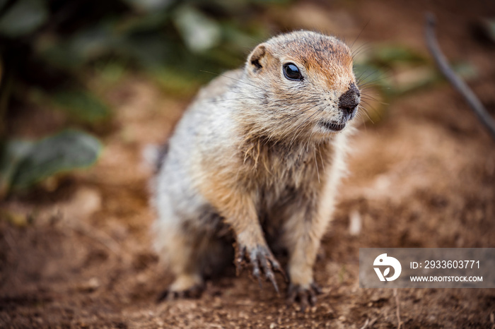 Cute funny gophers are eating,kamchatka peninsula,,Russia.