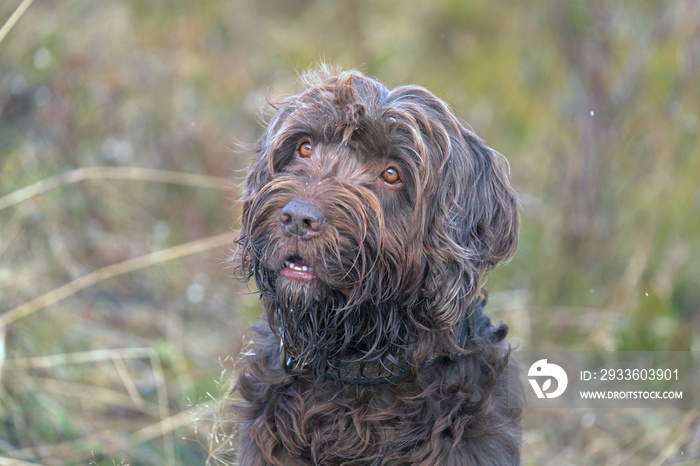 the lovely brown eyes of a hunting dog, a pudelpointer