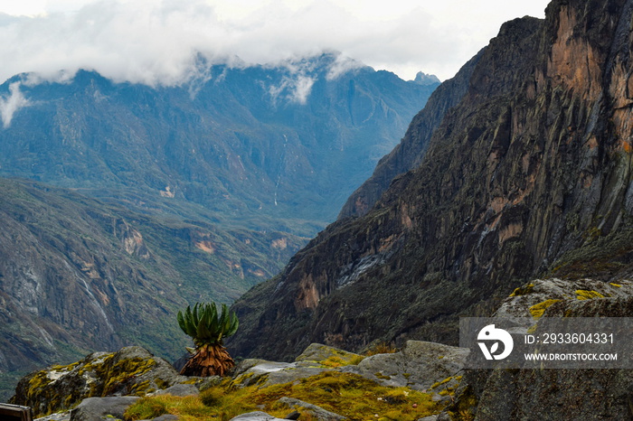 Mountain landscape against a foggy background at Rwenzori Mountains, Uganda