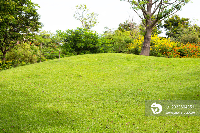 Green grass on slope with tree