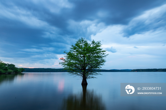 Lone Tree in Jordan Lake, North Carolina at Dusk