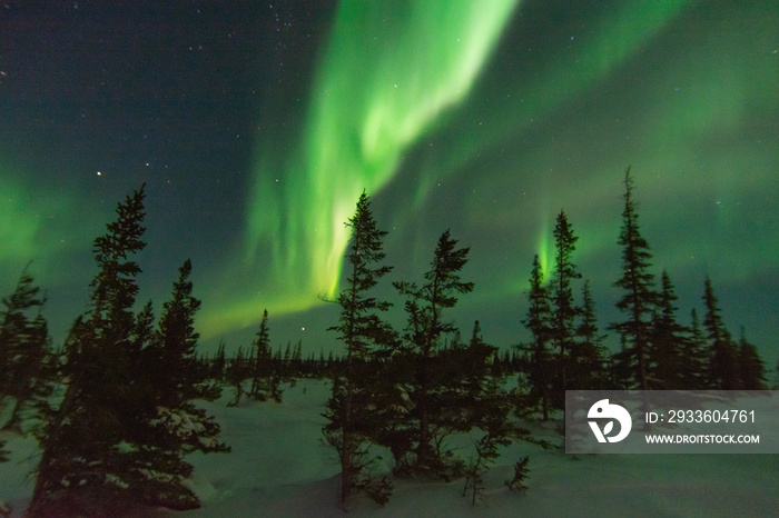 Powerful aurora borealis and northern lights fill the sky behind spruce trees at the edge of the treeline near Churchill, Manitoba, Canada