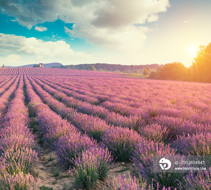 Violet lavender field in Provence. Lavanda officinalis