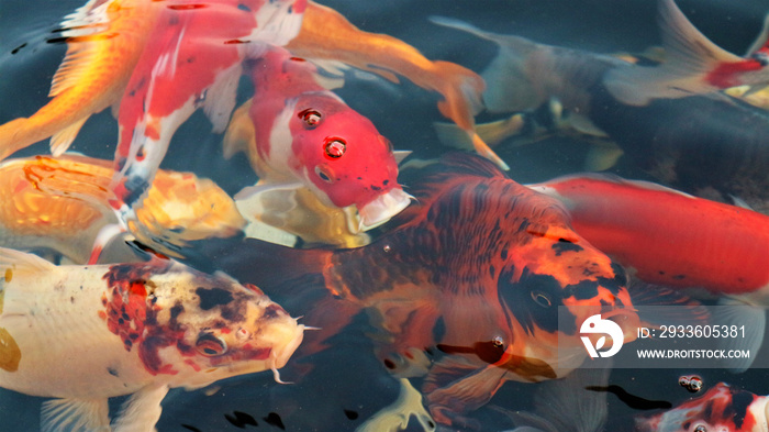 Many colorful koi fish play in the pool and wait for the party. The concept of fighting for food Decorative fish for the park area