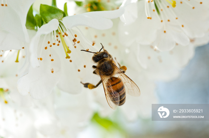 A bee on a cherry blossom collects anther and pollinates a tree