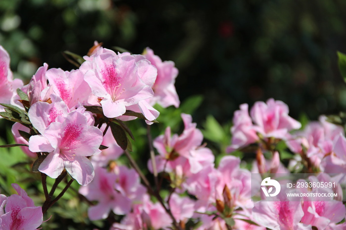 Close up shot of many pink Rhododendron Simsii flower blossom