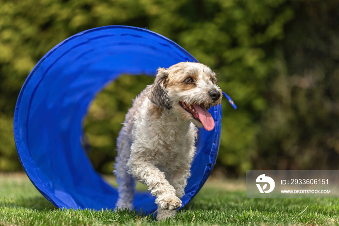 Portrait of a cute little dog running through an agility tunnel