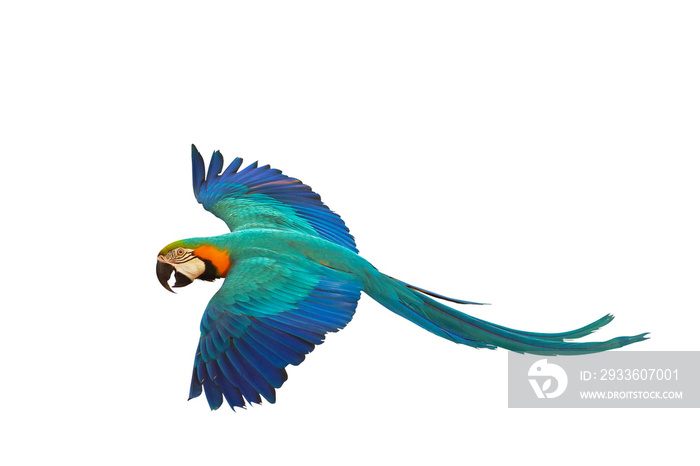 Colorful parrot flying isolated on transparent background png file. High quality instant download parrot png