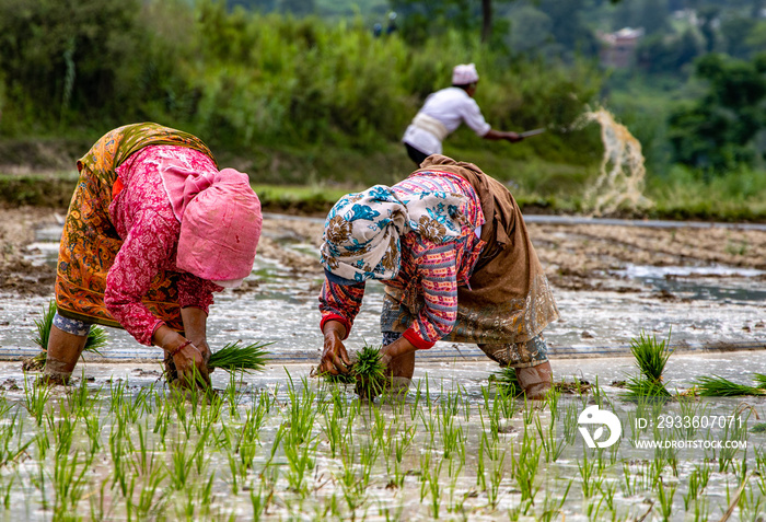 Nepali farmers ploughing field during National Paddy Day in Nepal