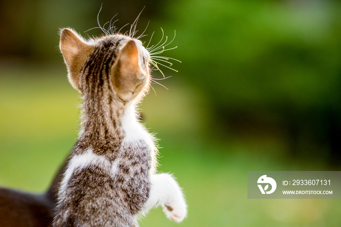 Two months old kitten looking up, domestic animals, pet photography of cat playing outside, shallow selective focus, blurred green grass background