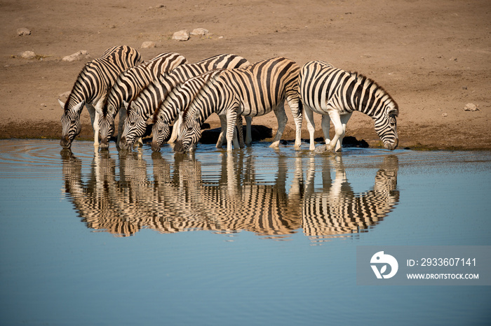 A horizontal shot of a herd of zebras drinking at a deep blue watering hole during the hot midday sun, Etosha national Park, Namibia