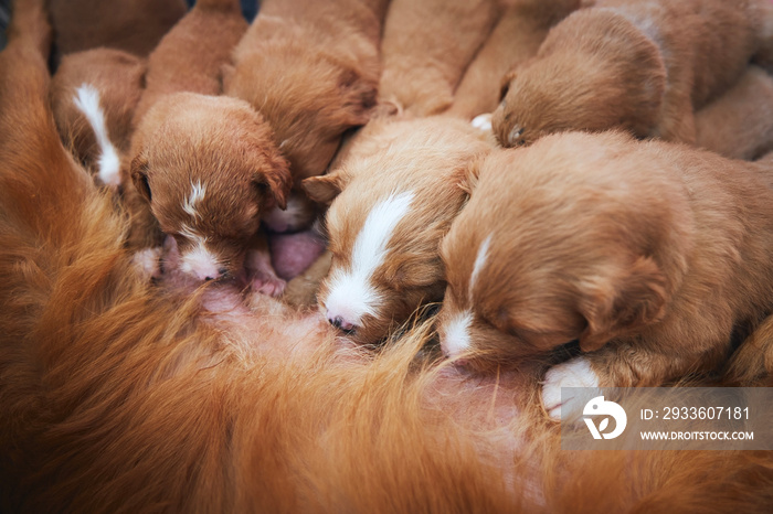 Female dog nursing cute puppies. Newborns of Nova Scotia Duck Tolling Retriever sucking breast milk..