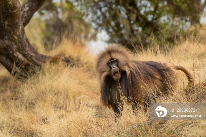 Gelada Baboon - Theropithecus gelada, beautiful ground primate from Simien mountains, Ethiopia.