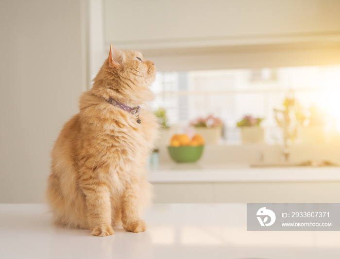 Beautiful ginger long hair cat lying on kitchen table on a sunny day at home