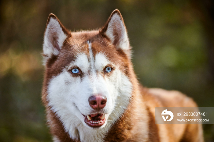 Siberian Husky dog portrait with blue eyes and brown white color, cute sled dog breed. Friendly husky dog portrait outdoor forest background, walking with beautiful adult pet, favorite breed of dog