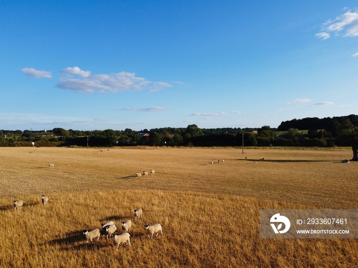 Beautiful Lamb and Sheep Farms at England, Drone’s aerial view over lots of sheep and lamb