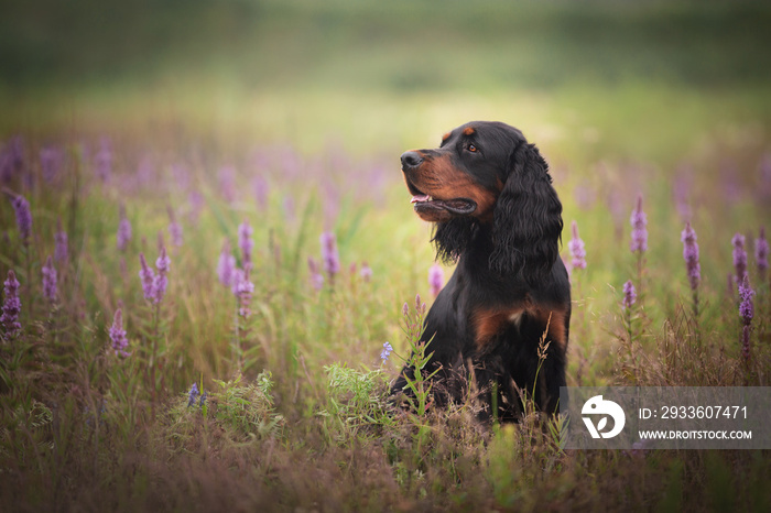 Profile portrait of Black and tan setter gordon dog sitting in the field in summer