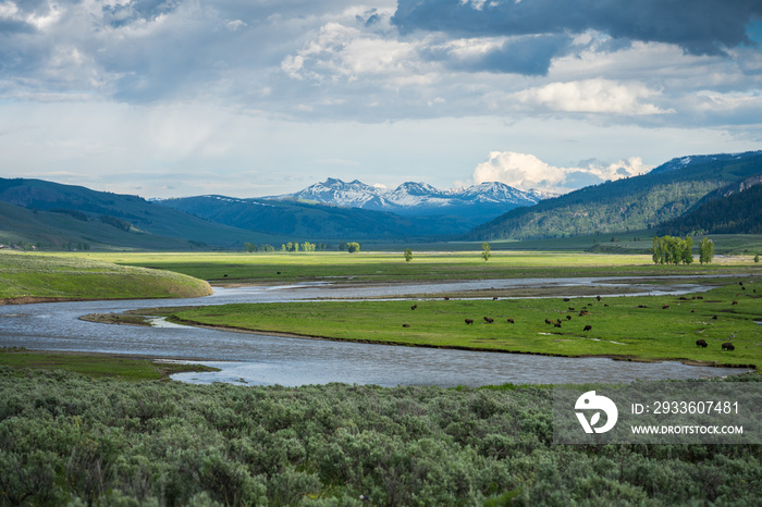 bisons in lamar valley in yellowstone national park,wyoming in the usa