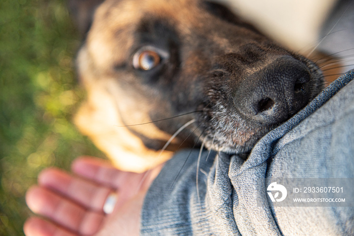 An angry dog bites a man’s hand.