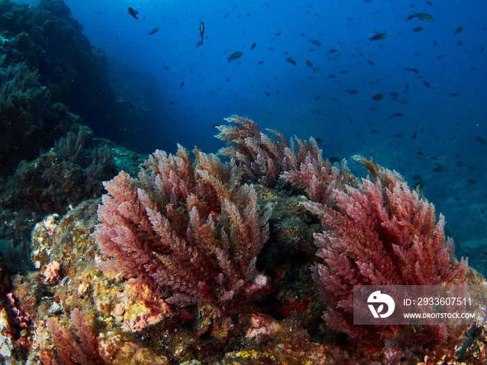 Invasive red algae (Asparagopsis sp.) covering rocks on the seafloor.