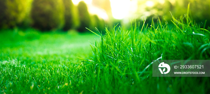 View of green grass, closeup. Background with grass on the sky background.