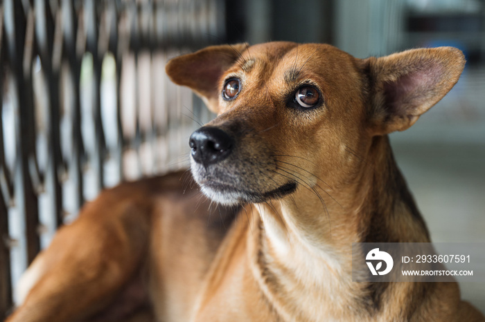 Stray dog that have been taken care stare and suspicious