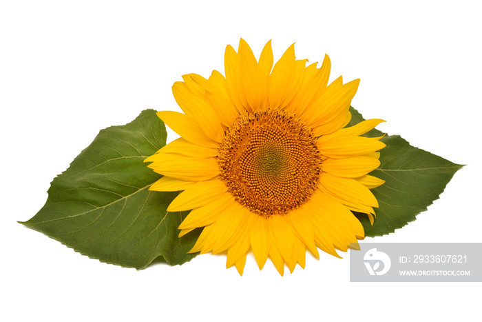 Flower arrangement sunflower bouquet with leaves isolated on white background. Agriculture, farmer. Beautiful still life floral. Seeds and oil. Flat lay, top view