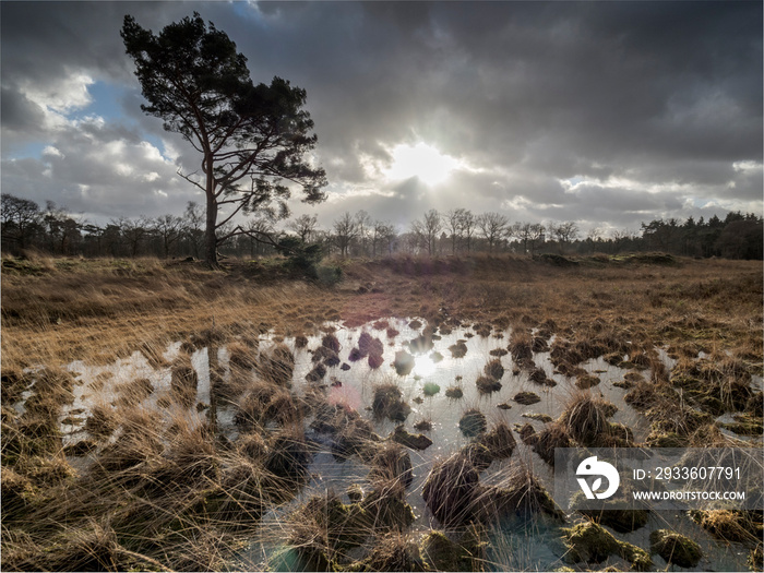 Beautiful heathland landscape with beautiful cloudy skies colorful landscape