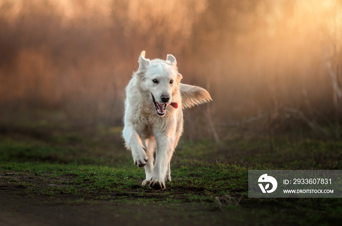 golden retriever dog fun walk beautiful sunset