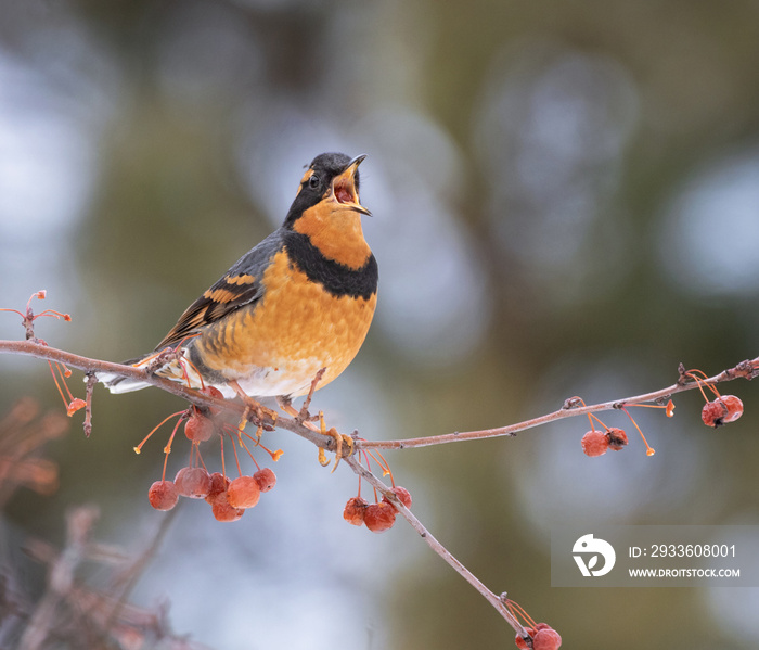 varied thrush eating a berry from a crab apple tree