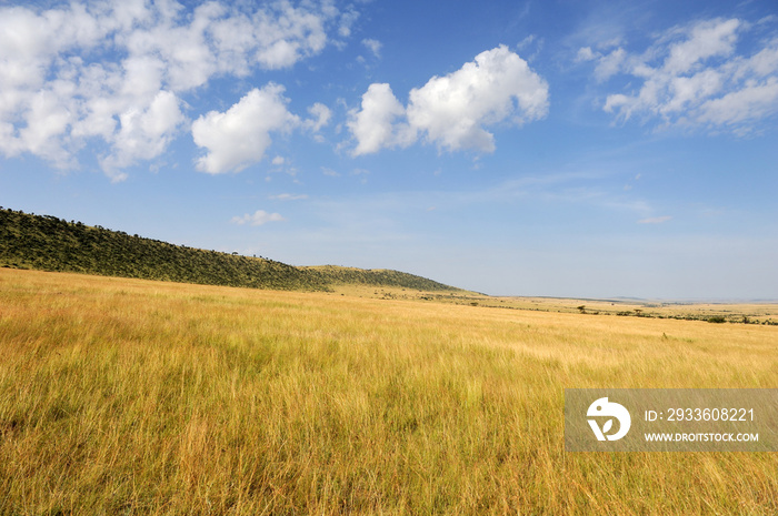 Savannah landscape in the National park in Kenya