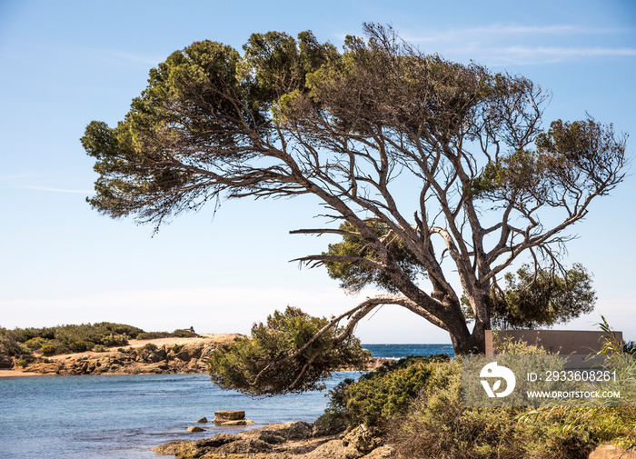 tree on the beach in ile des embiez