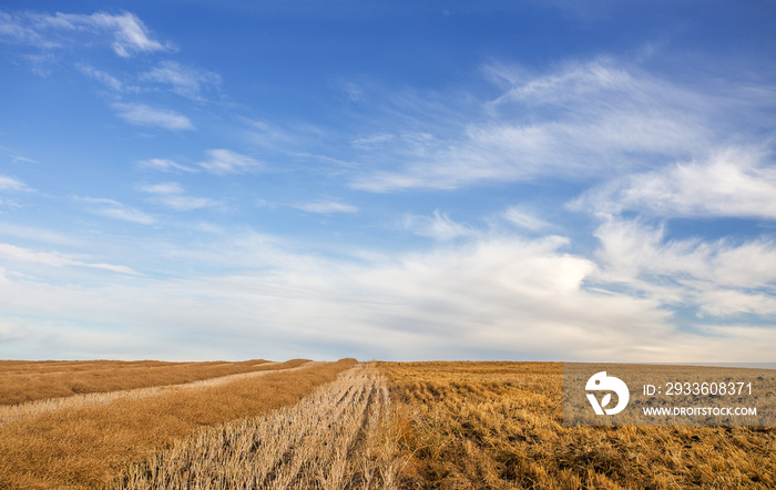 A centered dividing line between a harvested field and a field of swathed rows ready for threshing in a gold colored countryside landscape under blue cloudy afternoon sky