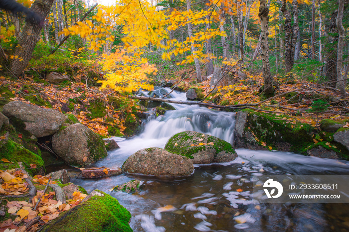 Tranquil forest scenery of autumn fall foliage colors with water stream inside Cape Breton Highlands National Park. Franey Mountain Trail. Autumn colors of Cape Breton, Nova Scotia