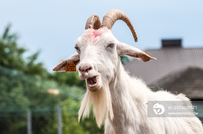 Goat (Capra aegagrus hircus) chewing hay in front of a cottage house