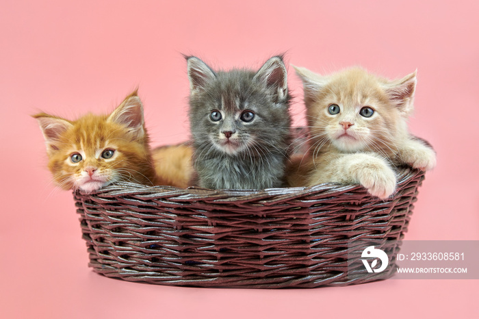 Three Maine coon kittens in basket
