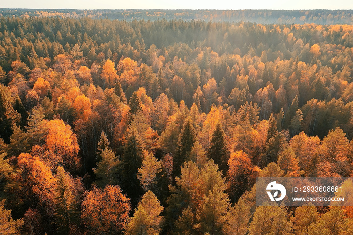 autumn forest taiga view from drone, yellow trees landscape nature fall