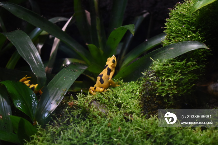 Panamanian Golden Frog close up, one of the most beautiful frogs with yellow and brown dots on the skin