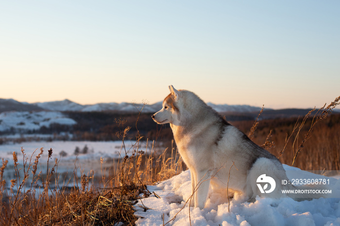 Gorgeous, prideful and free siberian Husky dog sitting on the hill at sunset on mountain background