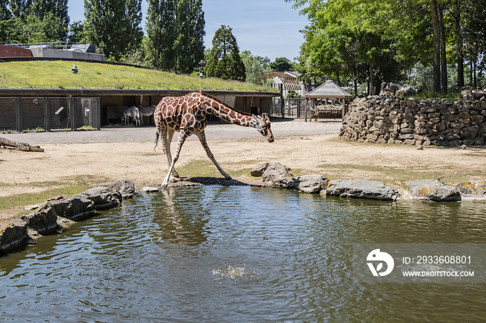 Giraffe in Amsterdam Artis Zoo. Amsterdam Artis Zoo is oldest zoo in the country. Amsterdam, the Netherlands.