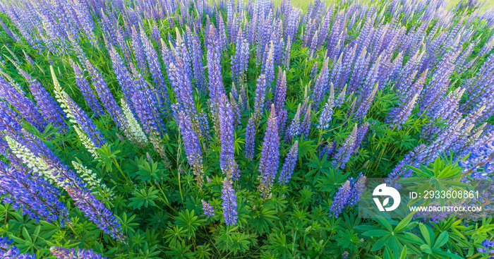 Purple blue lupine flowers in a spring meadow.