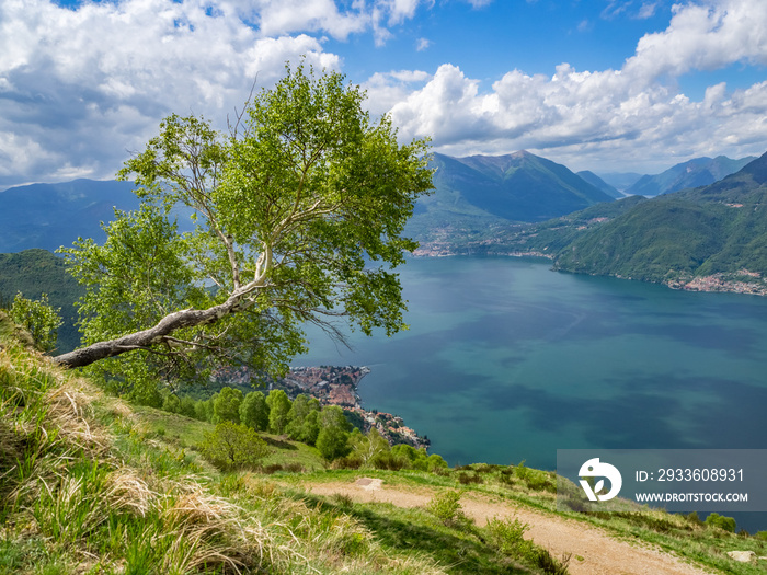 The birch tree growing horizontally out of the slope on a mountain above Lago di Como