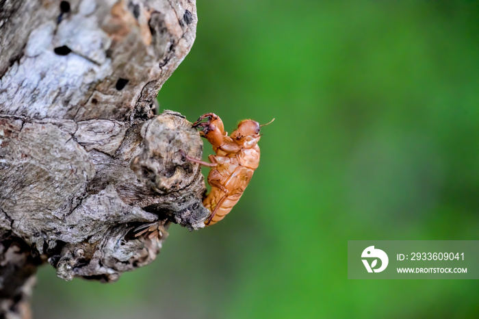 Macro photograph of the remains of a cicada that molts on a tree. The cicada’s bark formed by molting.